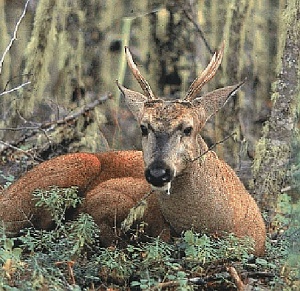  Huemul oder Andenhirsch