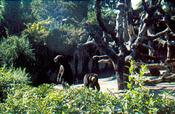 Malaienbären-Anlage (1999)