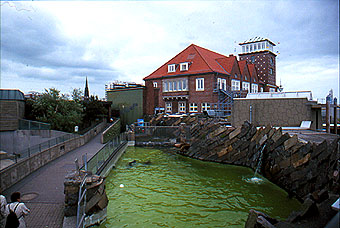 Bremerhaven Mähnenrobbenbecken