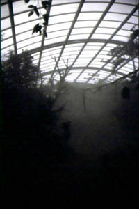 Regenwaldhaus im Nebel