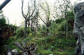 Außenanlage der Orang-Utans mit lebenden Bäumen