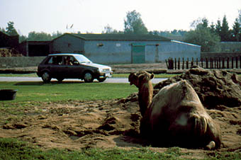 Savanne, im Hintergrund Elefantenfläche