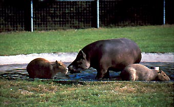 Tapire und Wasserschweine im Südamerikagehege