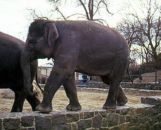 Elefant balanciert auf der Grabenmauer